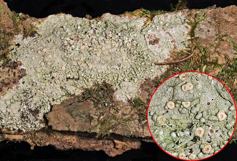 Ochrolechia trochophora photo 7
