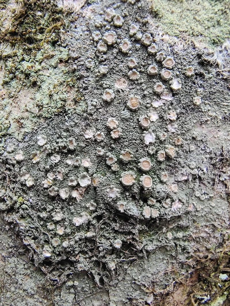 Ochrolechia trochophora photo 8