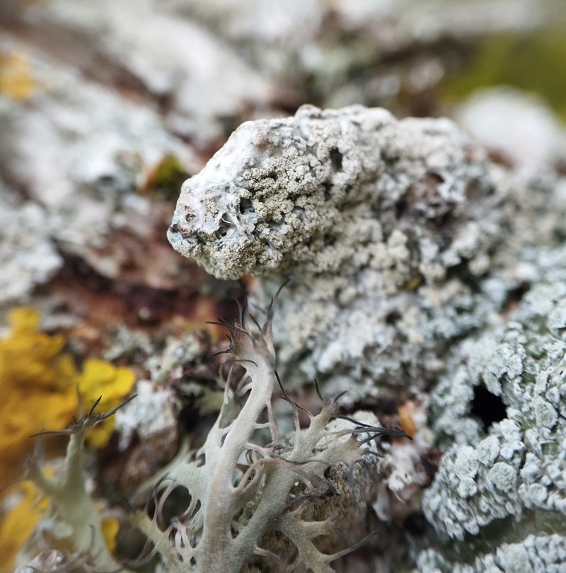 Turner's Crabseye Lichen