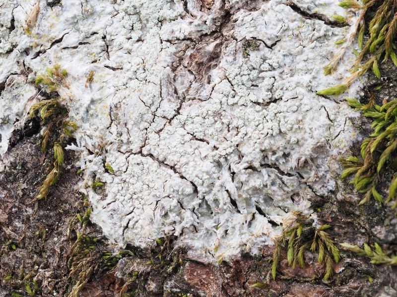 Turner's Crabseye Lichen photo 2