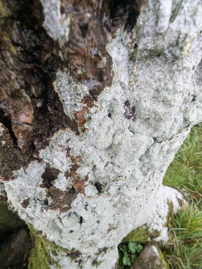 Turner's Crabseye Lichen photo 3