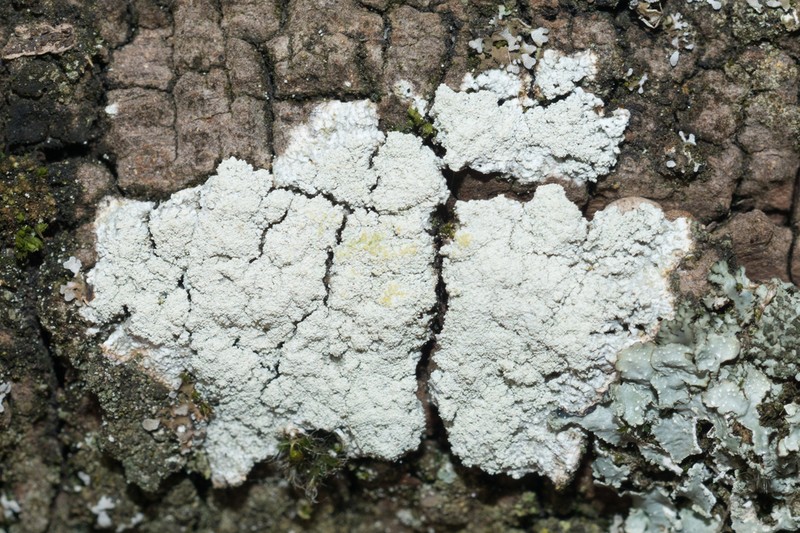 Turner's Crabseye Lichen photo 4
