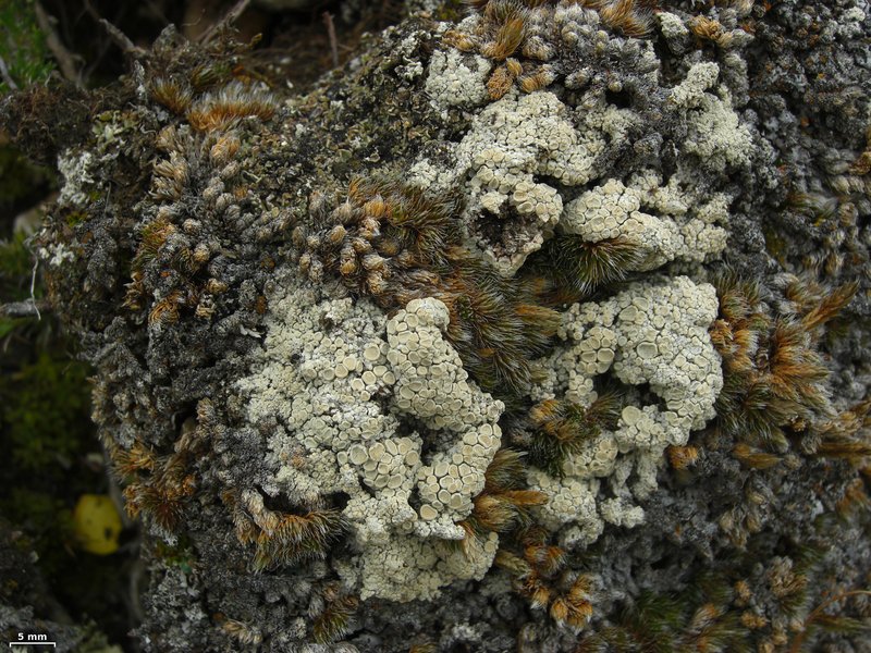 Upsala Crabseye Lichen