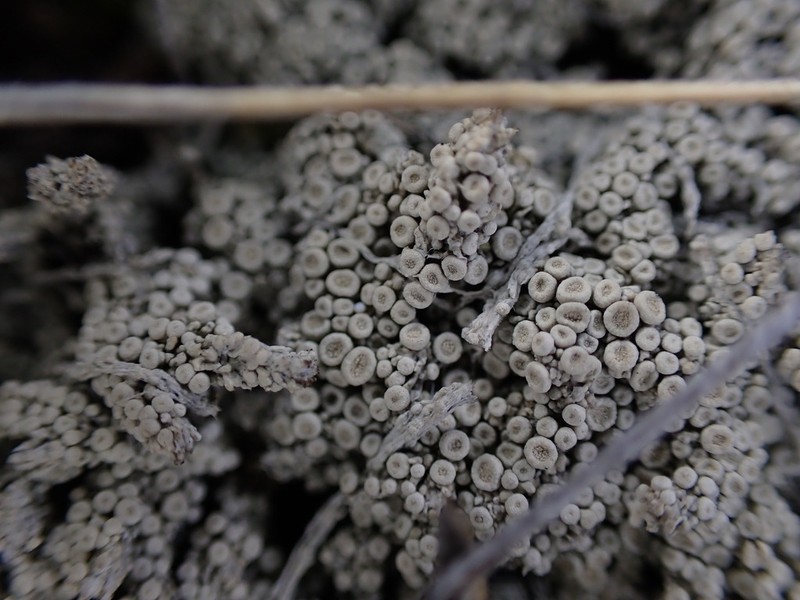 Upsala Crabseye Lichen photo 2