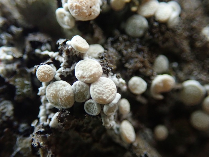 Upsala Crabseye Lichen photo 3