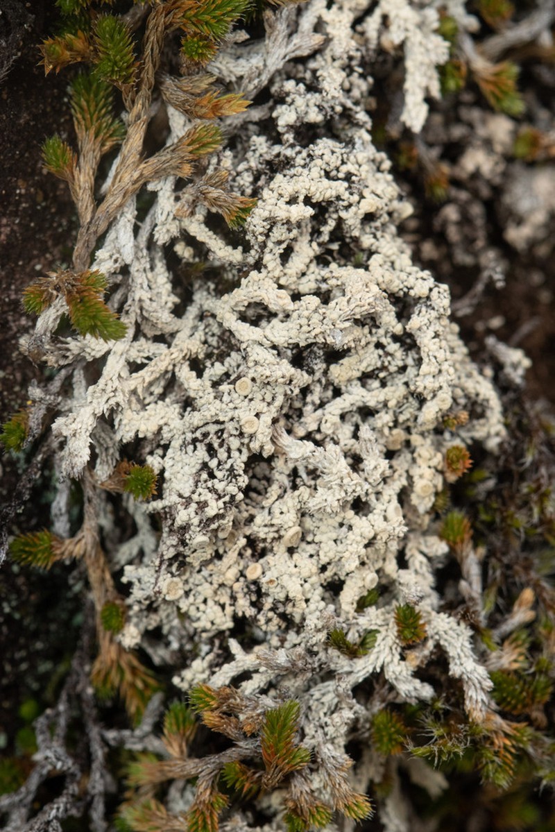 Upsala Crabseye Lichen photo 4
