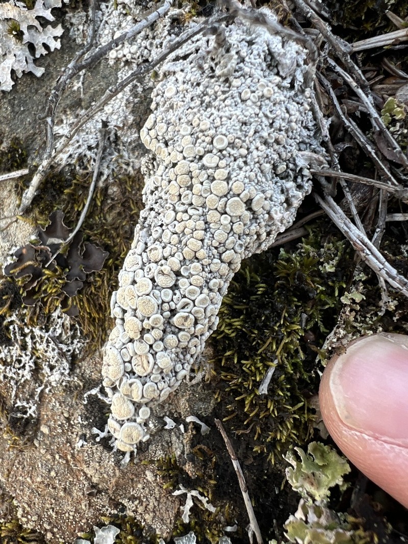 Upsala Crabseye Lichen photo 5