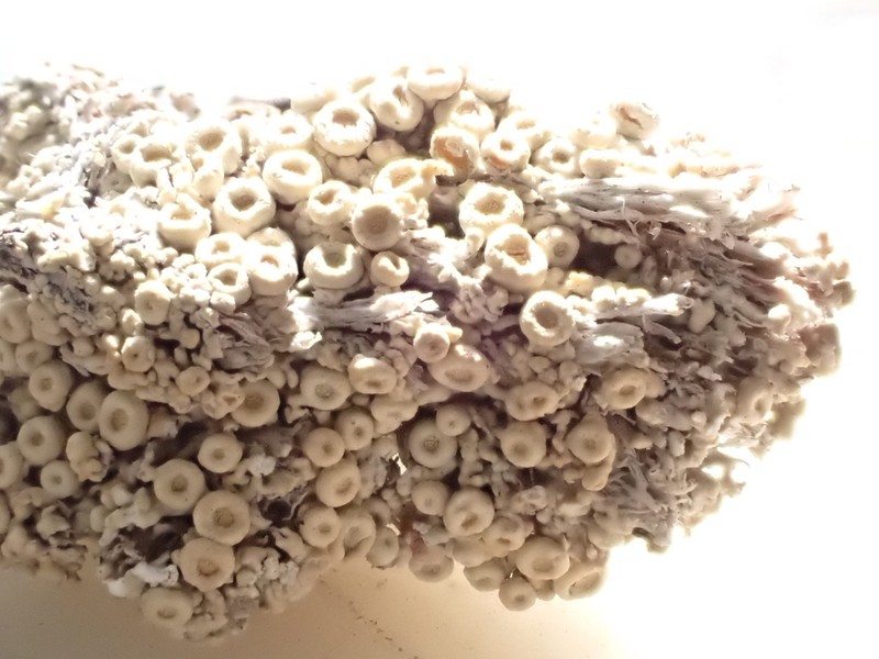 Upsala Crabseye Lichen photo 6