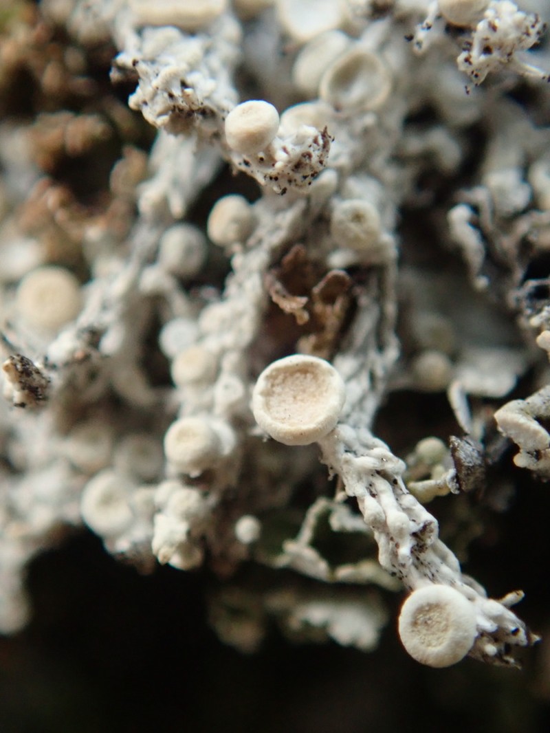 Upsala Crabseye Lichen photo 7