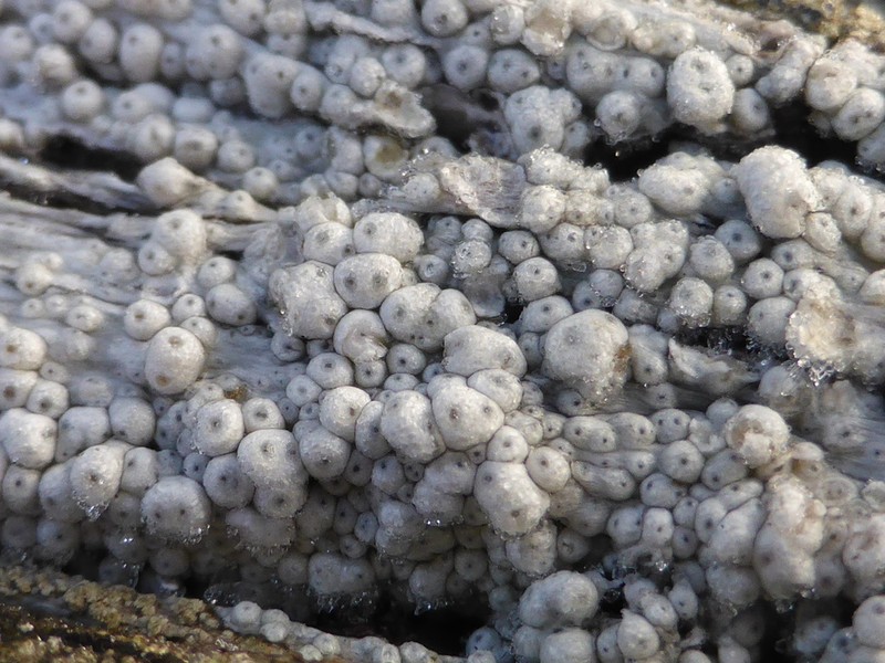 Ochrolechia anthostoma