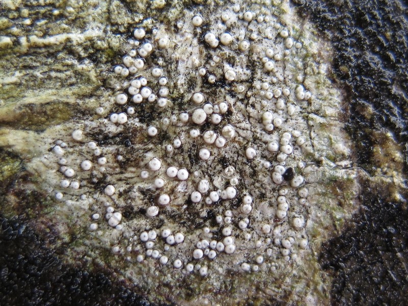Ochrolechia anthostoma photo 2