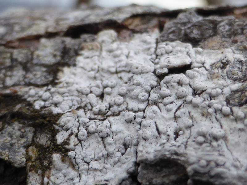 Ochrolechia anthostoma photo 3