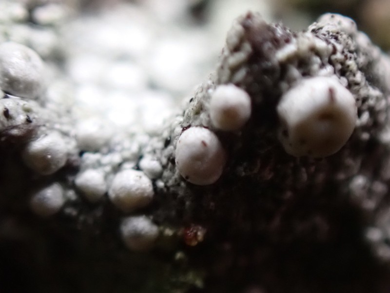 Ochrolechia anthostoma photo 4