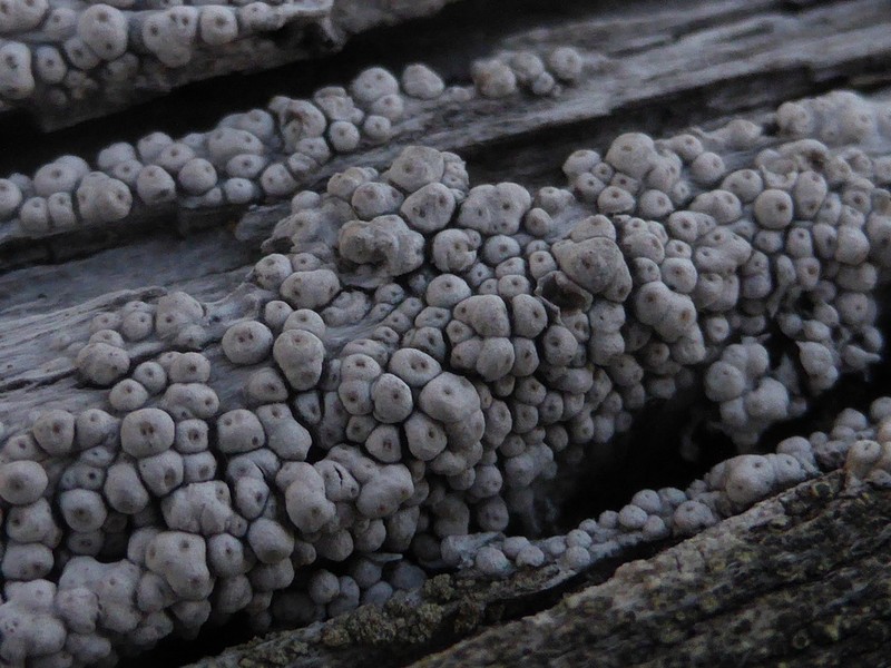 Ochrolechia anthostoma photo 5