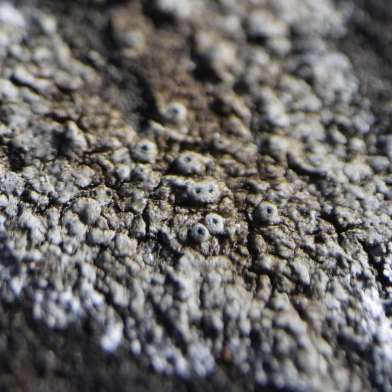 Ochrolechia anthostoma photo 7