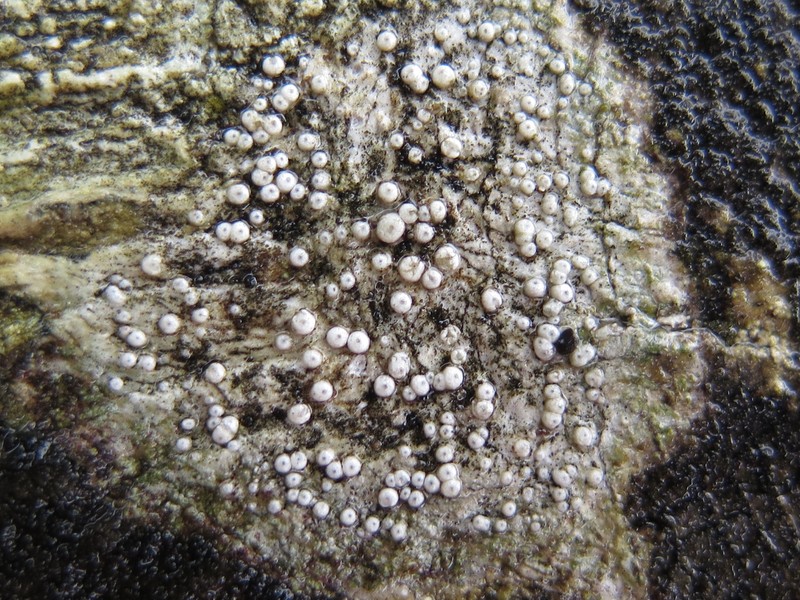 Ochrolechia anthostoma photo 8