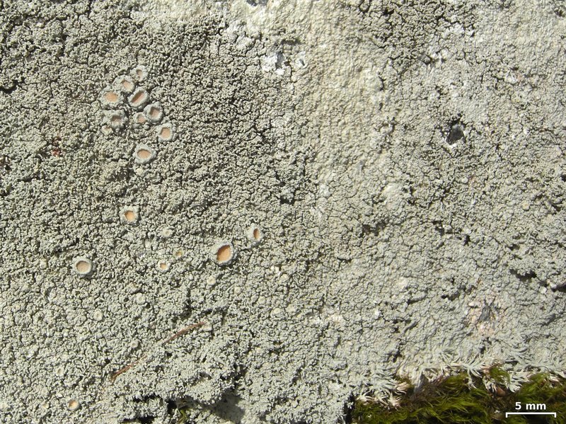 Yasuda's Crabseye Lichen