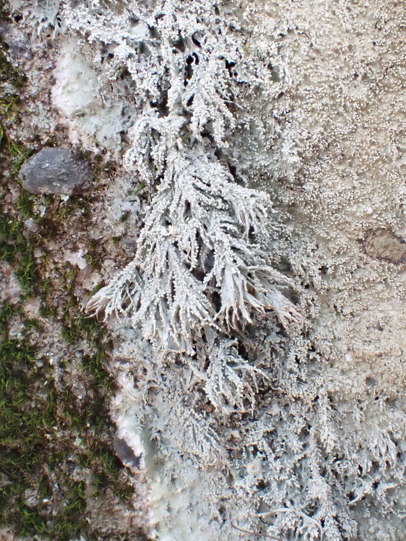 Yasuda's Crabseye Lichen