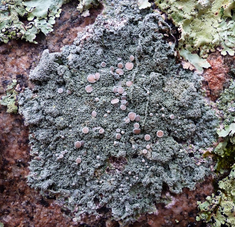 Yasuda's Crabseye Lichen photo 2