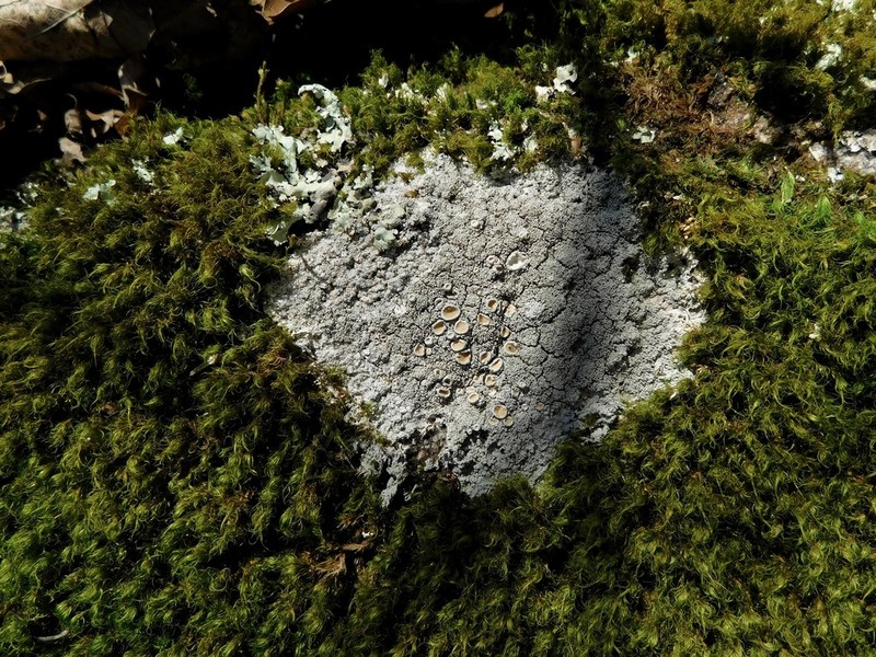 Yasuda's Crabseye Lichen photo 3