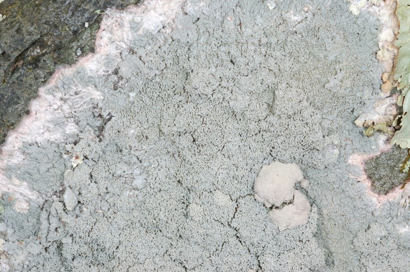 Yasuda's Crabseye Lichen photo 4