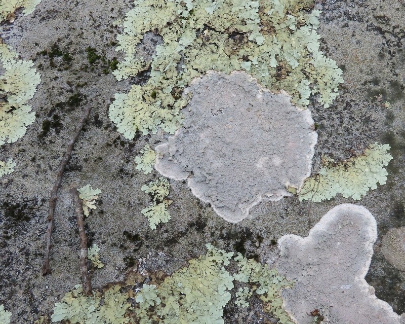 Yasuda's Crabseye Lichen photo 5