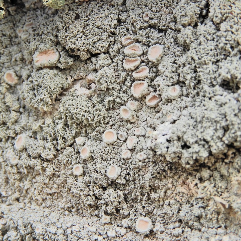 Yasuda's Crabseye Lichen photo 6