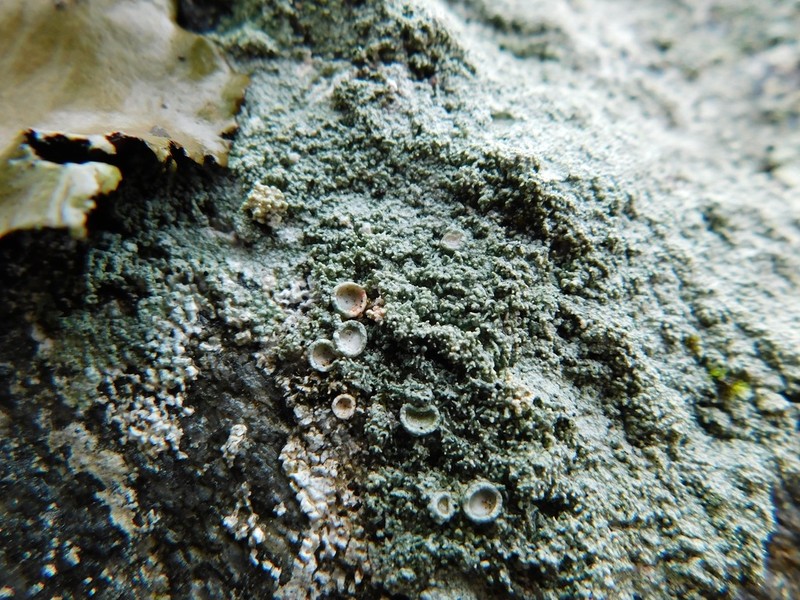 Yasuda's Crabseye Lichen photo 7