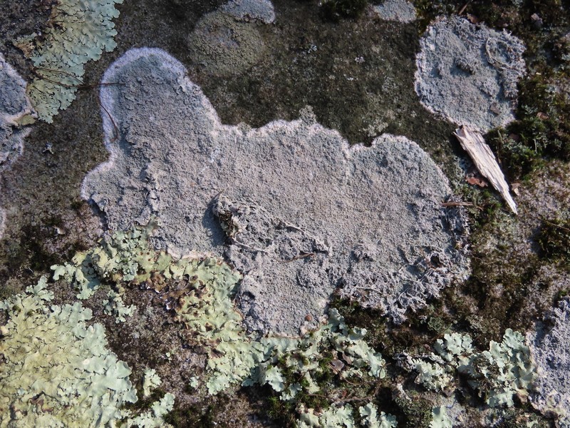 Yasuda's Crabseye Lichen photo 8
