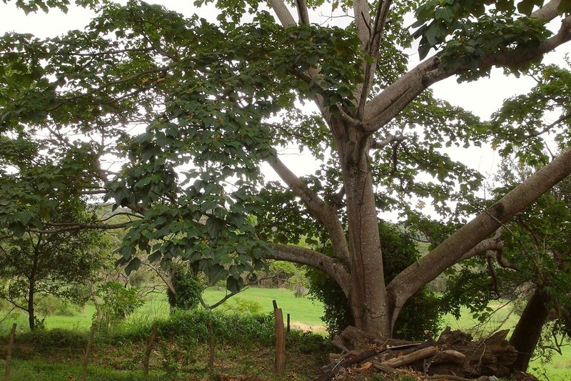 West Indian Balsa photo 3
