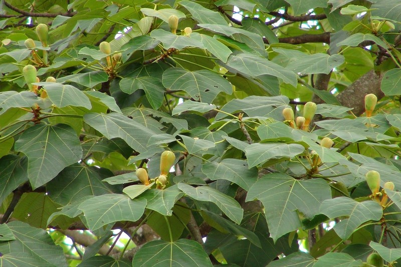 West Indian Balsa photo 4