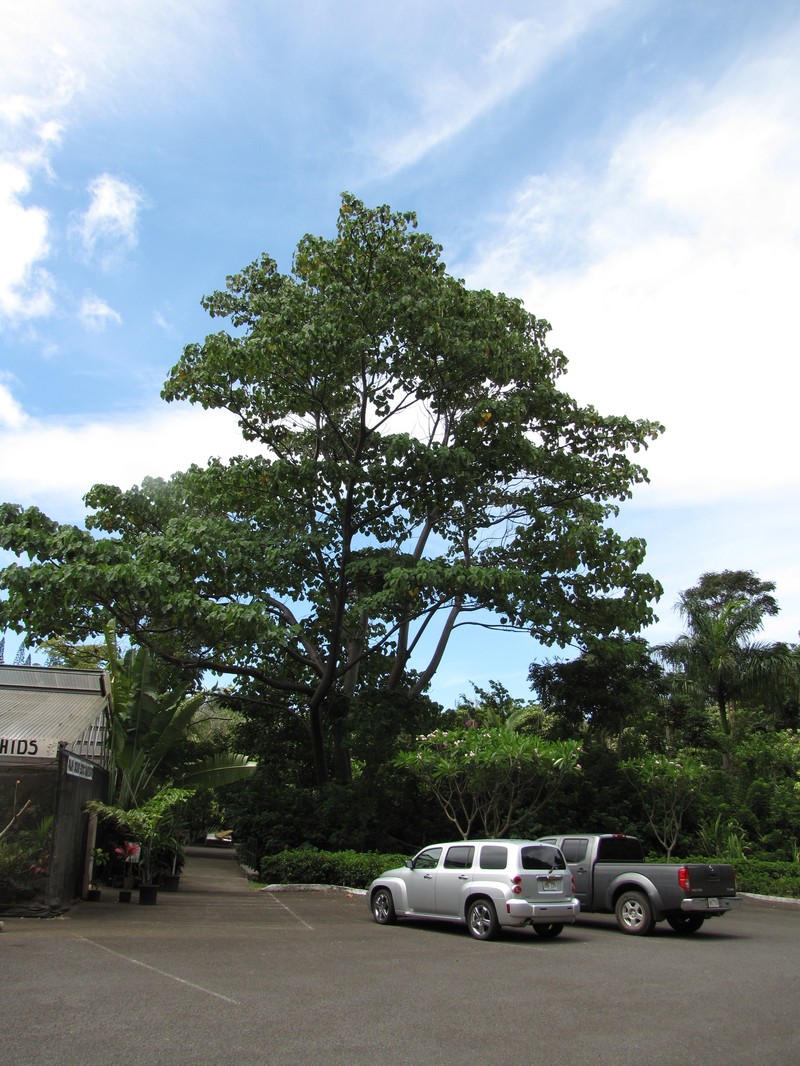 West Indian Balsa photo 8
