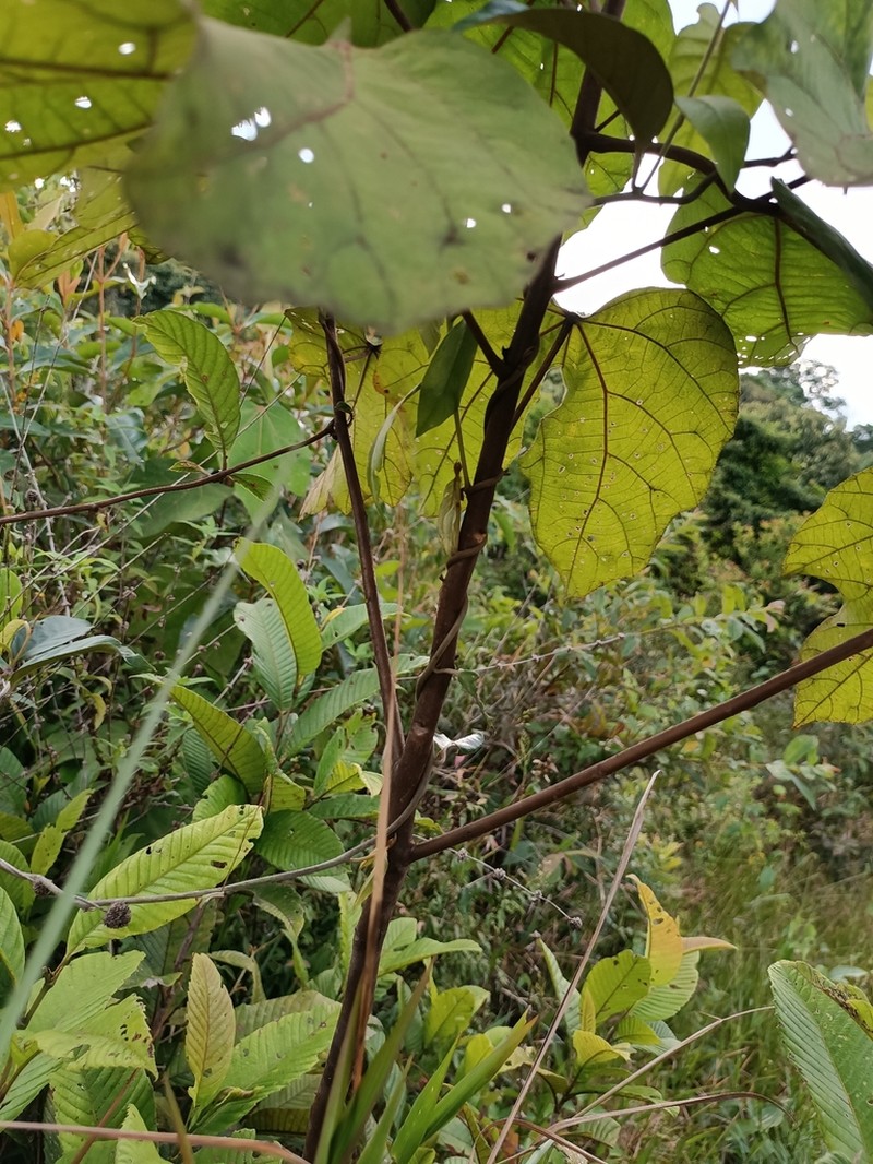 West Indian Balsa photo 7