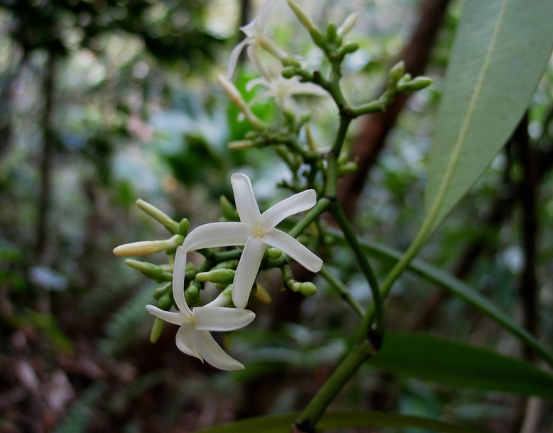 Holei photo 2