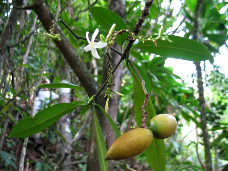 Holei photo 3