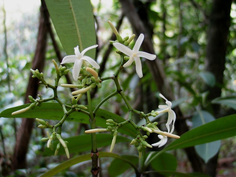 Holei photo 4