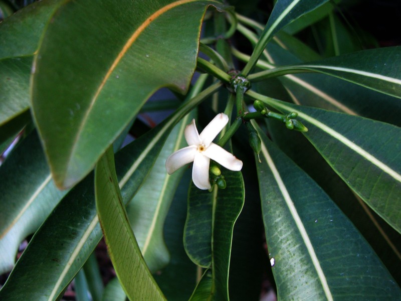 Holei photo 5