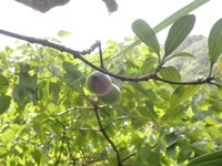 Holei