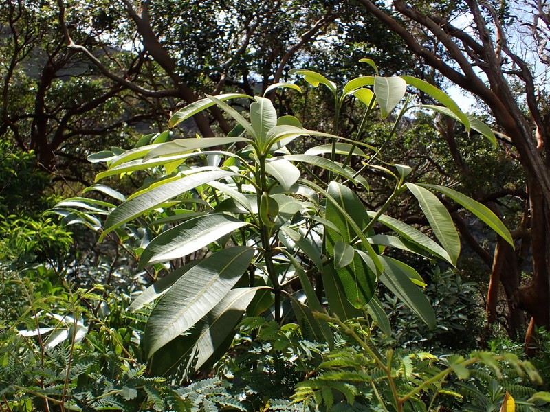 Holei photo 2