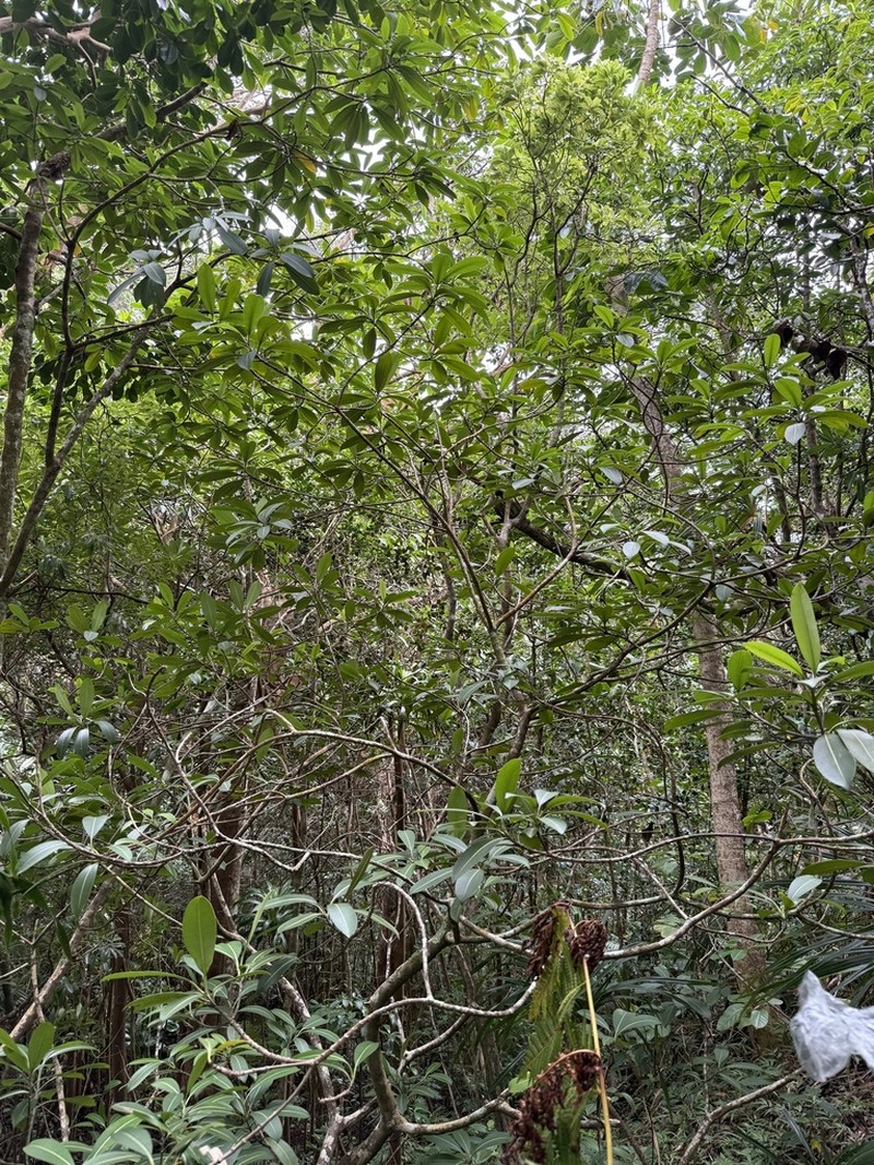 Holei photo 4