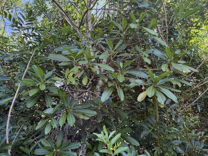 Holei photo 5