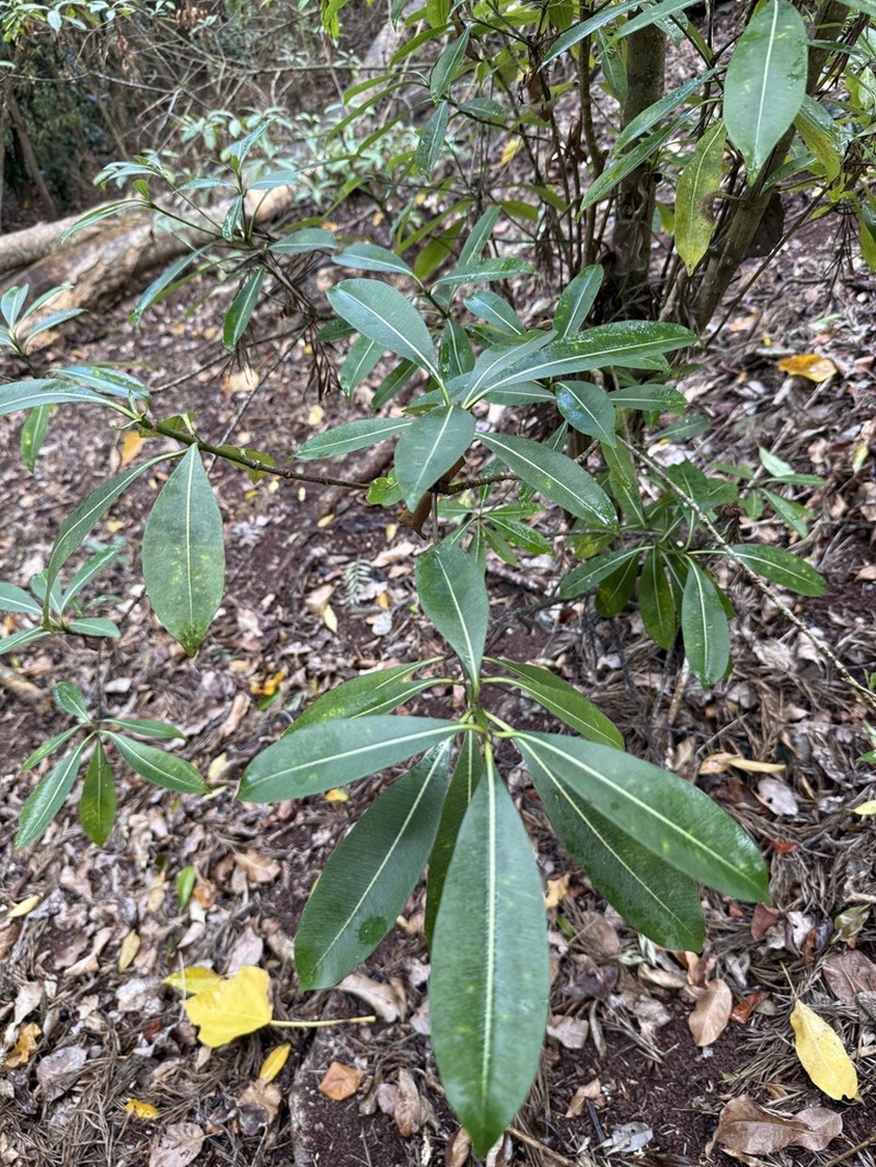 Holei photo 6