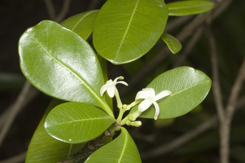 Elliptic Yellowwood photo 2