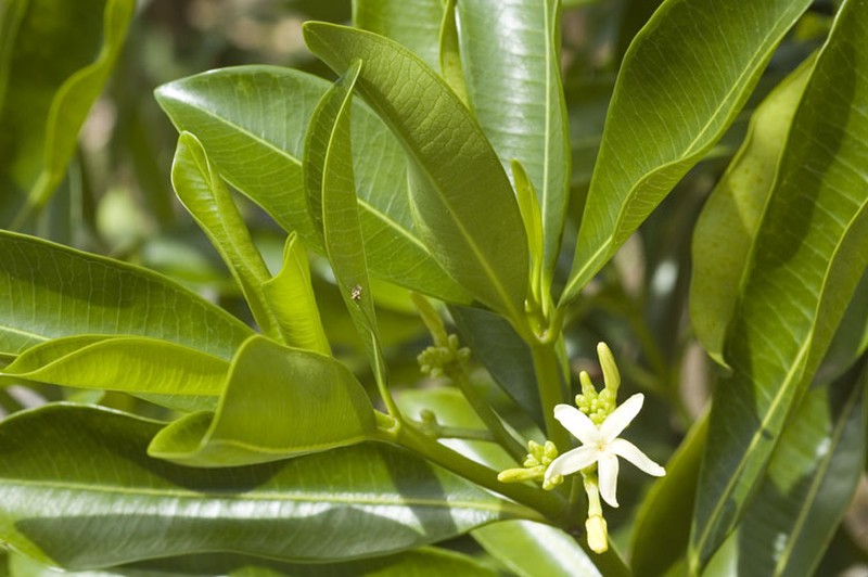 Elliptic Yellowwood photo 3
