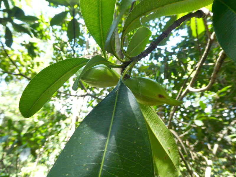 Elliptic Yellowwood photo 5