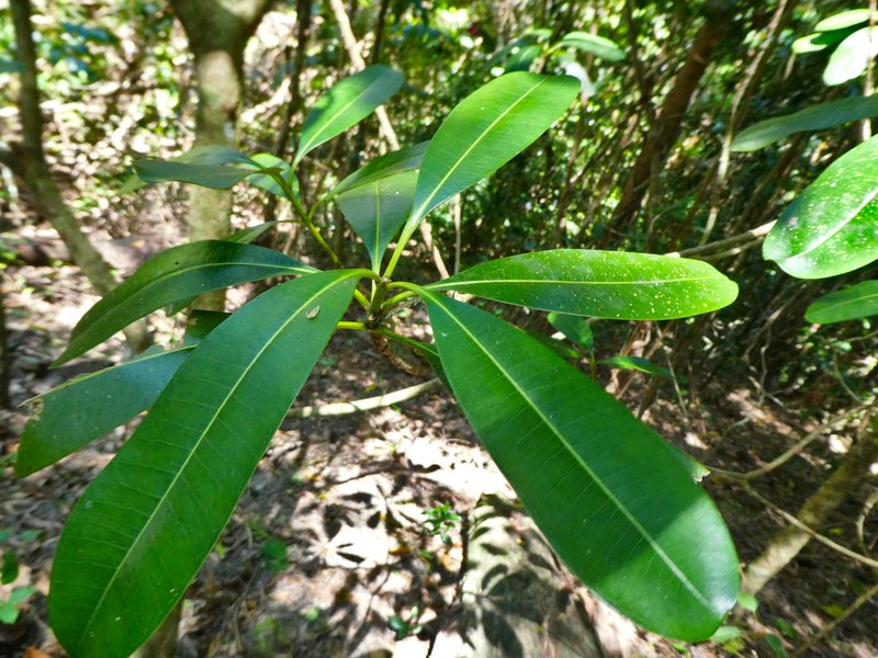 Elliptic Yellowwood photo 6