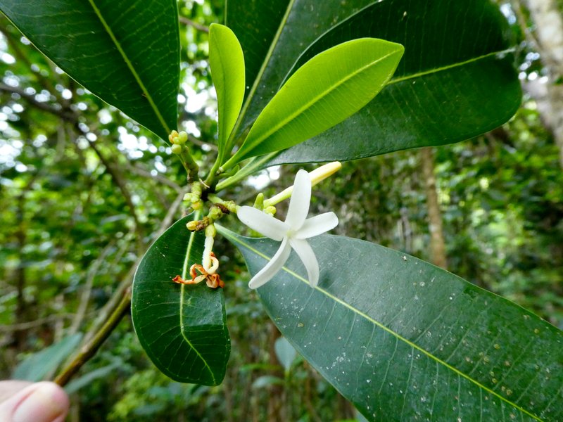 Elliptic Yellowwood photo 7