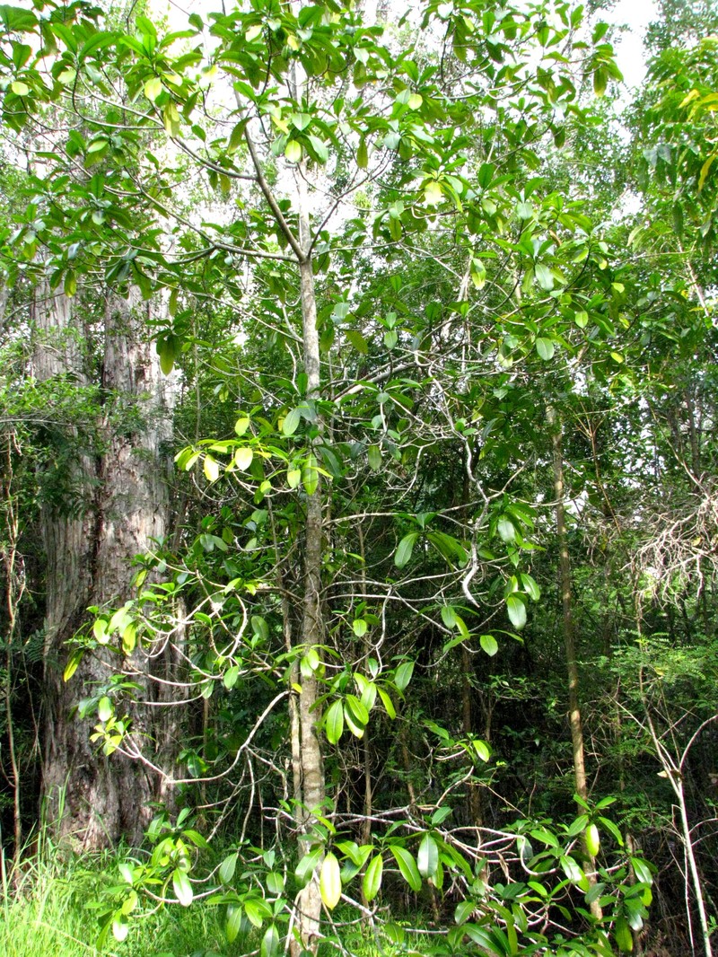 Island Yellowwood photo 4