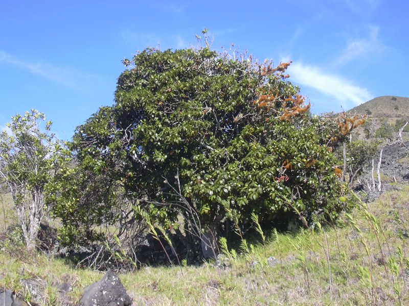 Island Yellowwood