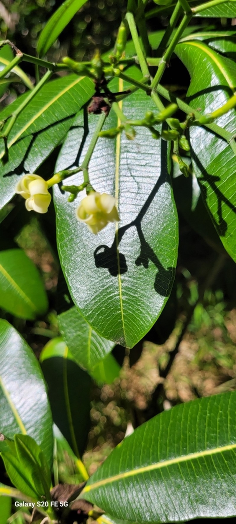 Island Yellowwood photo 4